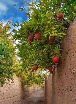تصویر گالری آذر خلج معصومی 1