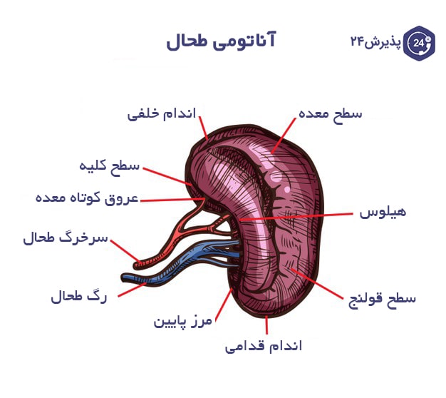 انگل | انواع ، علائم، راه های درمان و پیشگیری