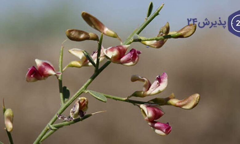 گیاه خارشتر
