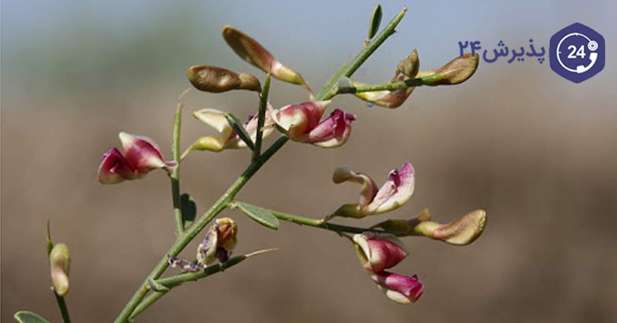 گیاه خارشتر