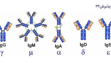 آزمایش ایمونوگلوبولین