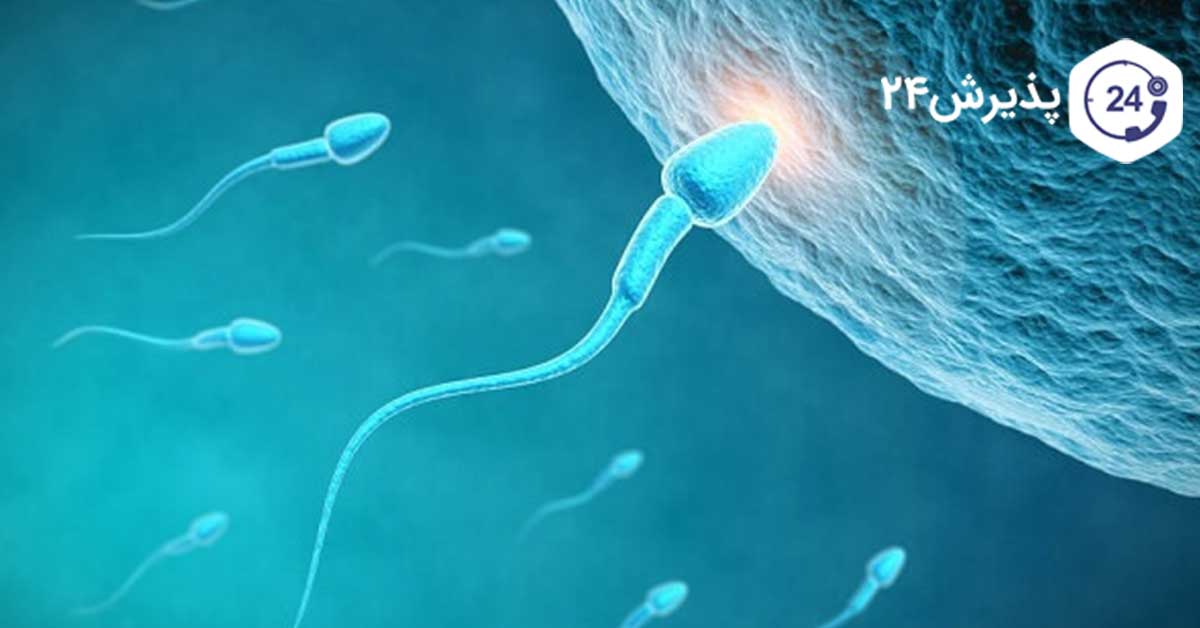 نقش اسپرم ها قبل از بارداری