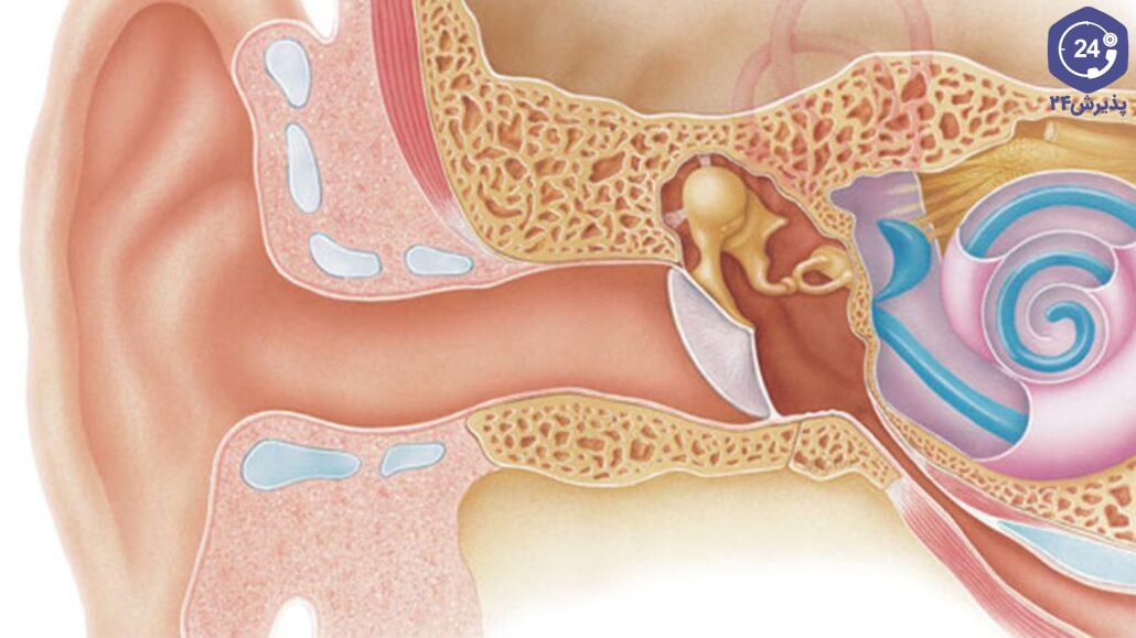 ساختار گوش