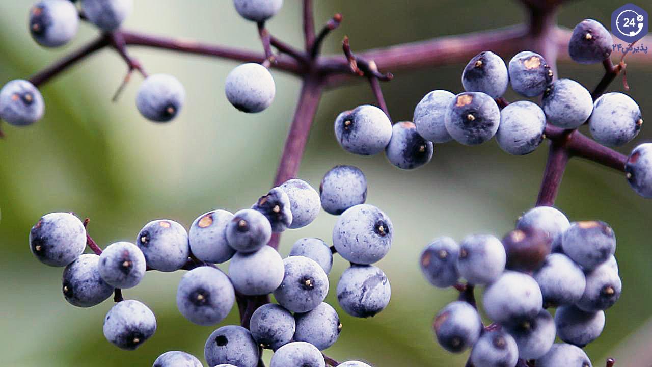 میوه آقطی سیاه یا انگور کولی برای فلج بل مفید است