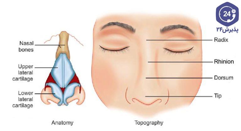 آناتومی و توپوگرافی بینی و ماساژ بینی بعد از جراحی