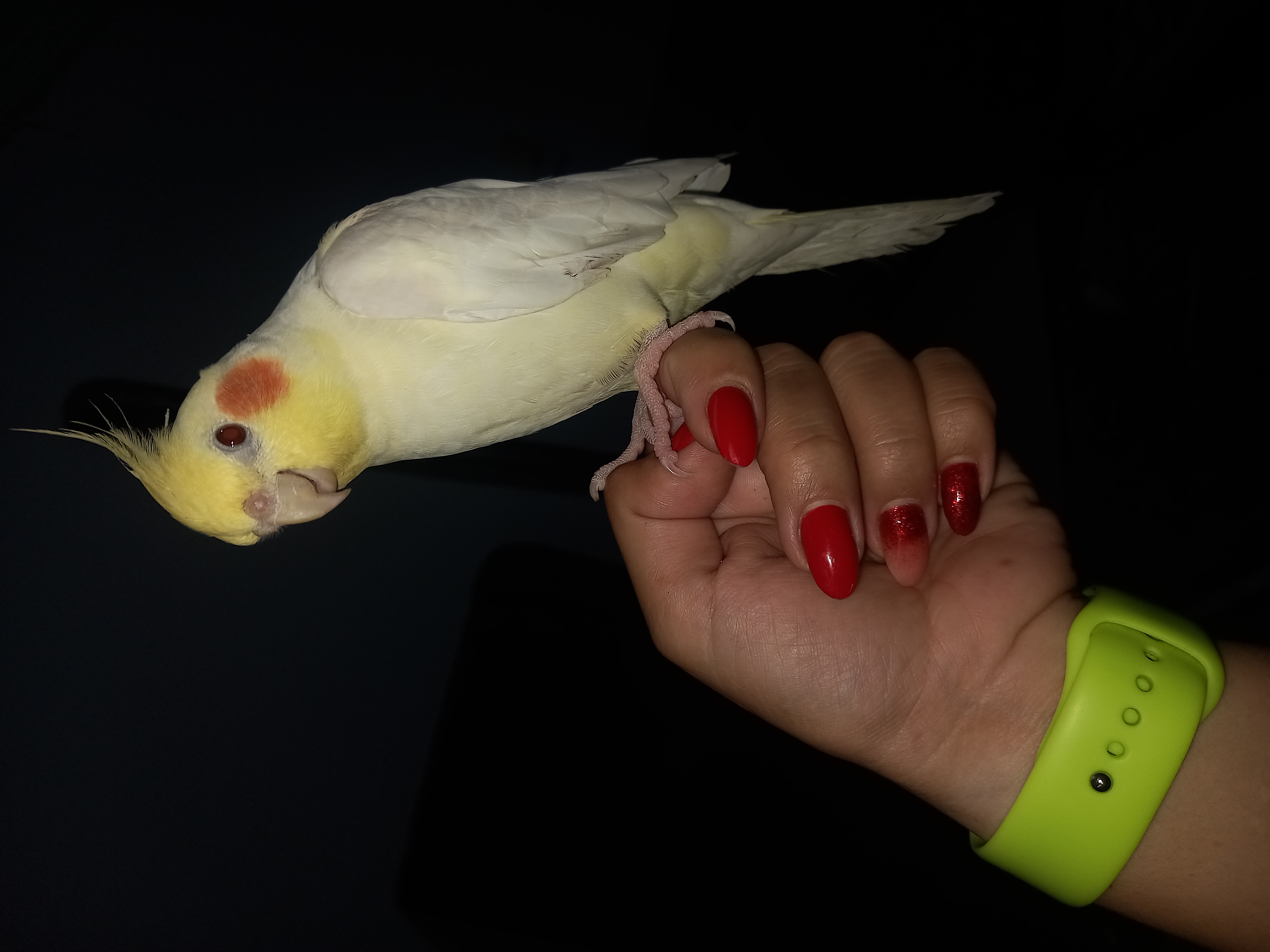 سیده فاطمه