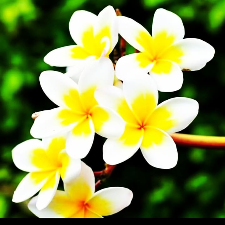 راضیه