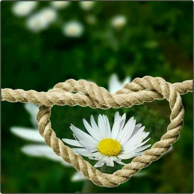 فیروزه