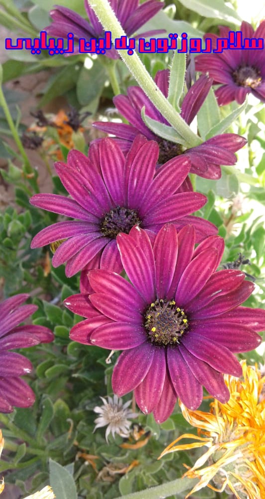مدینه