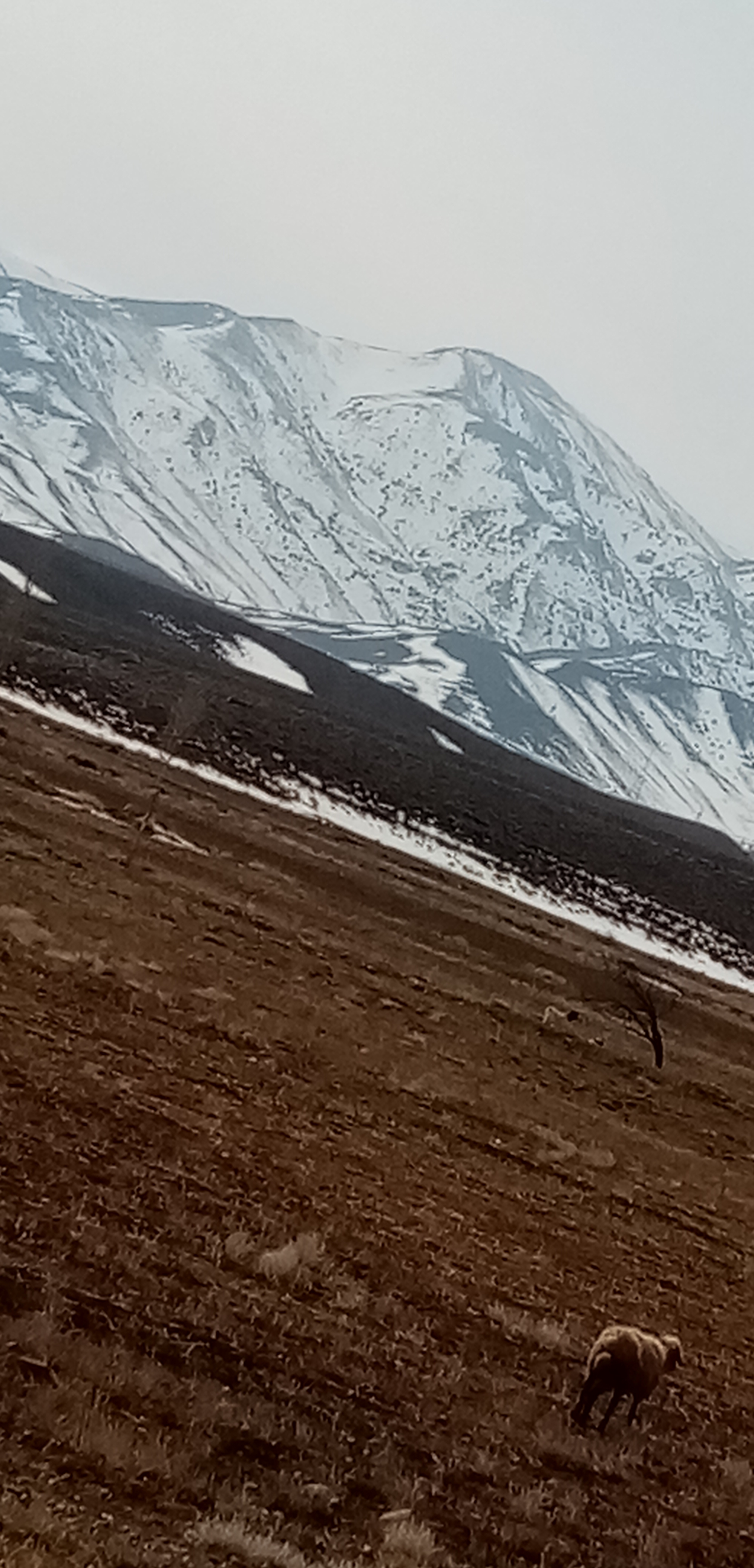 معصومه