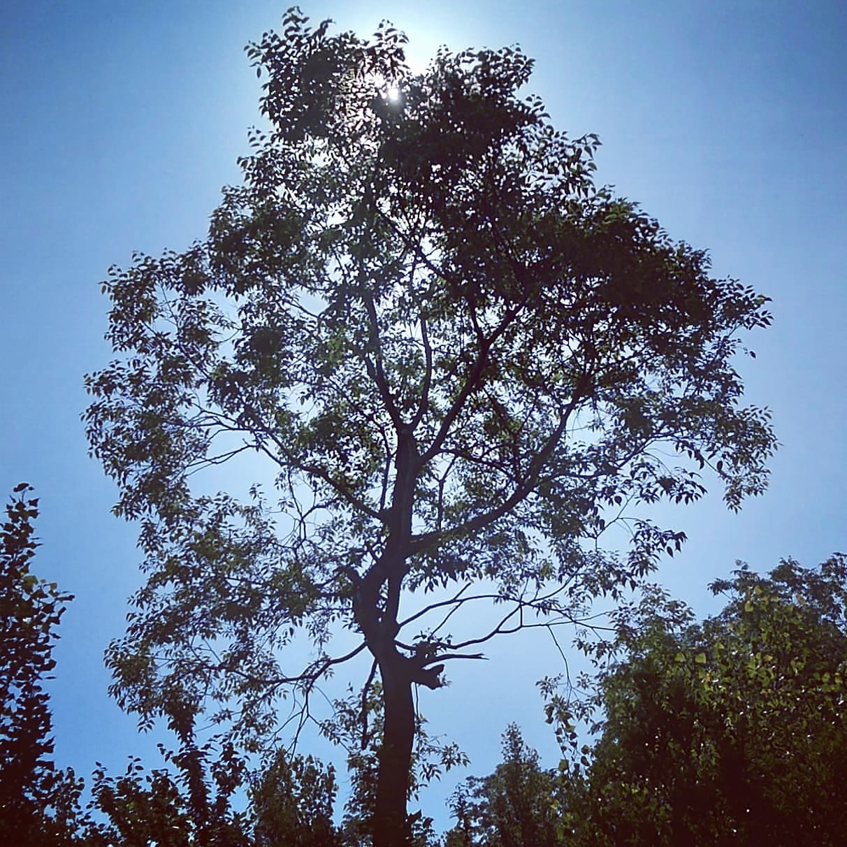 محمدعلی