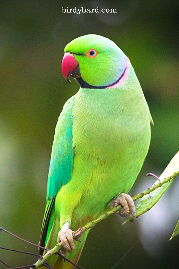 صفیه