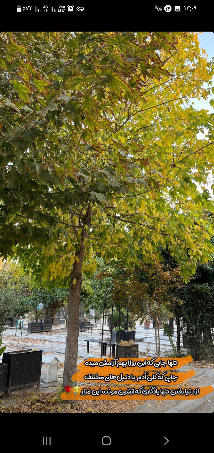 ساجده