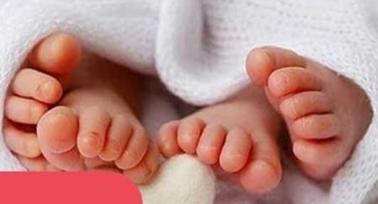 شقایق